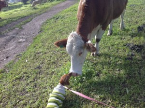 Julie and a cow