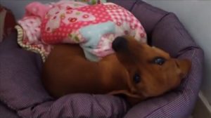 Dachshund Julie wakes up