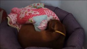 Dachshund Julie wakes up