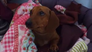 Dachshund Julie wakes up and goes for a walk